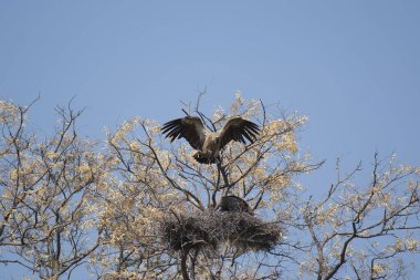 Gökyüzünde bir kuş