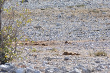 Gri kurt, panthera lupus, yetişkin erkek yazın çimlerin üzerinde duruyor.