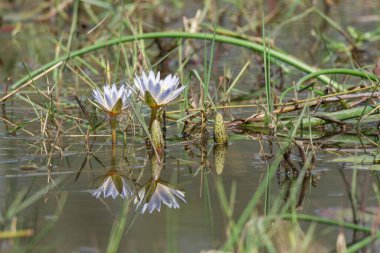 Bahçedeki beyaz çiçek