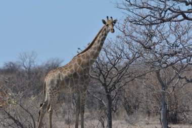 Afrika zürafası, zürafa camelopardalis Ulusal Park, Güney Afrika