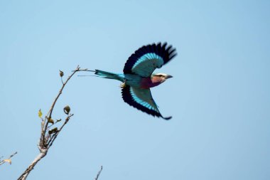 Mavi - Kanatlı Kingfisher, Brezilya 'da bu alcedo