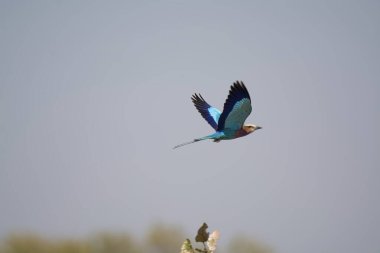 mavi - kuyruklu Kingfisher (alatdo atdo) havada uçuyor, mavi gökyüzü arkaplanı