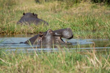 Sudaki su aygırları
