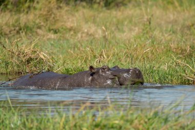 Nehirdeki su aygırı. Afrika