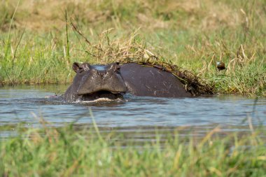 Nehirdeki su aygırları