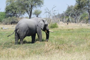 Kenya bozkırında büyük bir fil