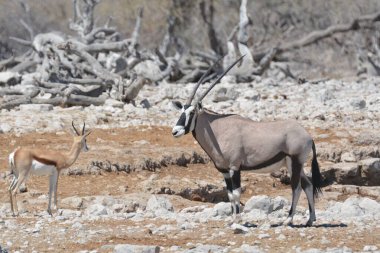 Afrikalı bok - bok - bok - bok - cerupita