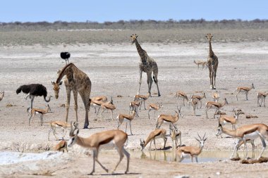 Savanadaki bir grup vahşi hayvan.
