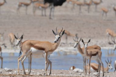 Vahşi doğanın güzel manzarası