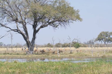 Güney Afrika 'nın güzel vahşi yaşamı