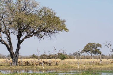 Tarlada güzel bir geyik resmi.