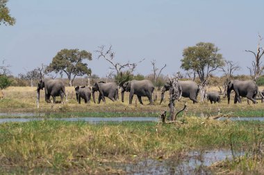 Afrika filleri, Loxodonta Africana, Chobe Ulusal Parkı 'nda içme suyu, Botswana, Afrika.
