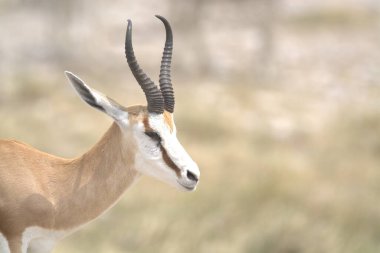 Vahşi doğada bir antilop portresi (antilop ceylanı)