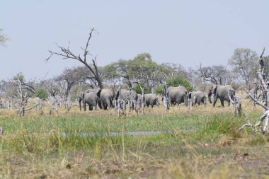 Filler etkin Milli Parkı, Namibia