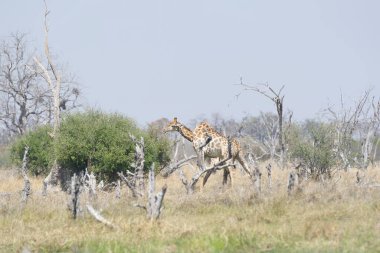 Etoşa 'da bir zürafa.