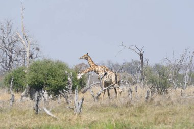Kenya savanasında bir zürafa