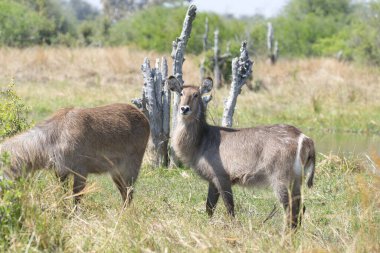 Parkta bir dişi geyiğin yakın çekimi.