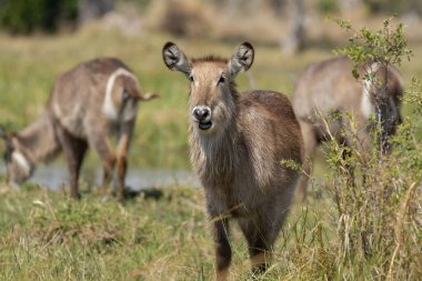 Su birikintisinde su içen dişi bir su boku (trachachaus chaus).