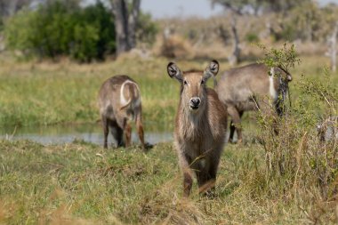 Afrika ulusal parkında vahşi geyik
