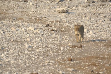 Kenya savanındaki aslan