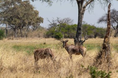 kukunational park / kenya - 2 2 / 2 1 / 2 0 1 9 : kuku/ african / kuyku/ national
