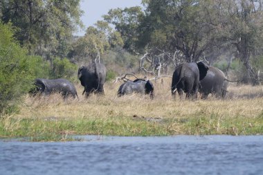 Afrika fili, Loxota Africana, Güney Afrika 'daki Kruger Ulusal Parkı.