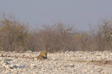 Afrika 'nın bozkırındaki aslan