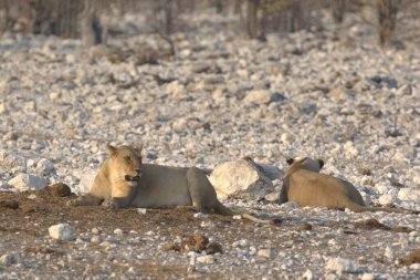 Namibya 'daki Etoşa Milli Parkı' nda beyaz aslan.