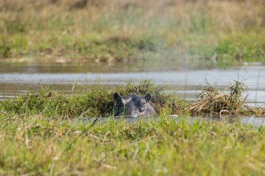 Slovakya 'nın doğal yaşam alanındaki siyah kurt.