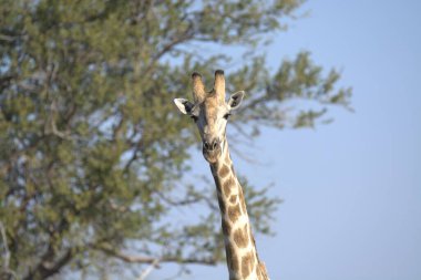 Zürafa (ffa - oparis), Afrika kökenli bir zürafa türüdür. En uzun boylusu.