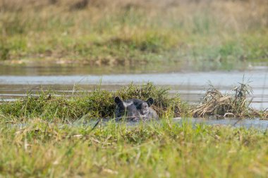 Ormandaki vahşi köpek