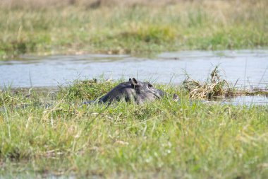 Bulanık bir arka planı olan tatlı bir kuşun yakından çekimi.