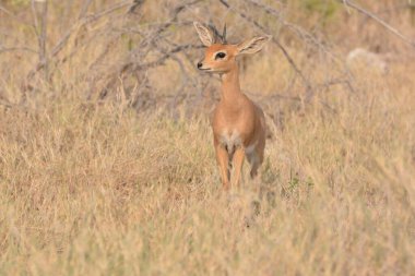 deer in the savannah