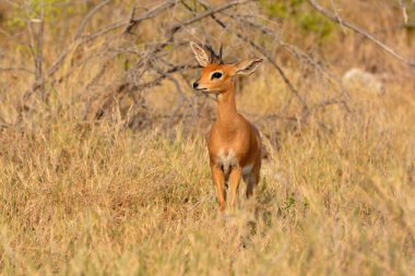Afrika savanasında Impala
