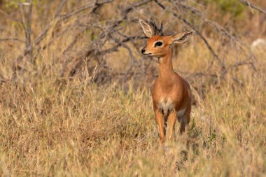 Ormandaki dişi geyik