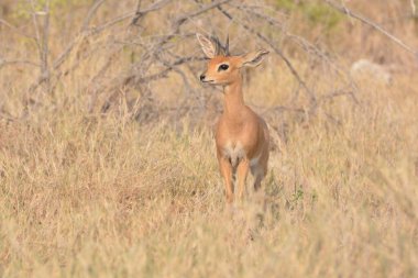 İmpala vahşi doğada