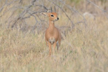 Ormandaki güzel bir geyik resmi.