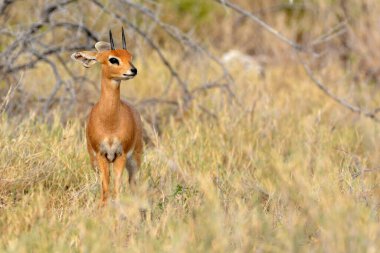 Güney Afrika 'daki Kruger Park' taki Impala..