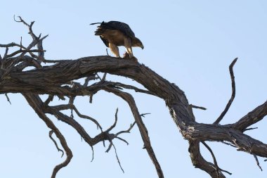 Siyah uçurtma vahşi doğada