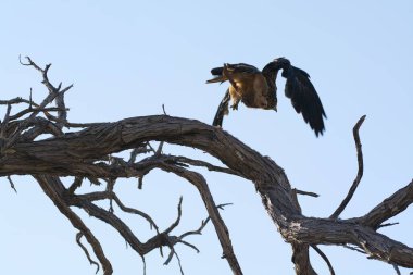 Siyah kuyruklu kral balığı yuvada.