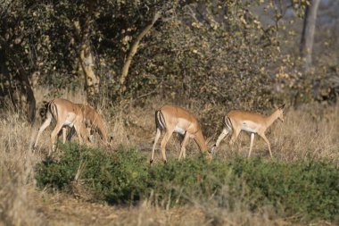 Ormandaki kırmızı geyik