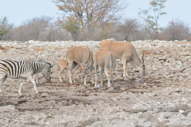 Bir grup zebra bozkırda