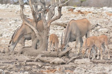 Afrika fili (xodonta africana) Etoşa Ulusal Parkı, Namibya 'da içme suyu