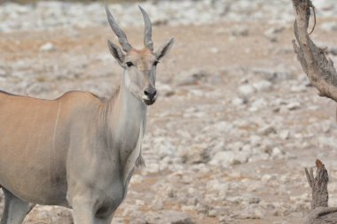 Doğal yaşam alanında erkek ceylan.
