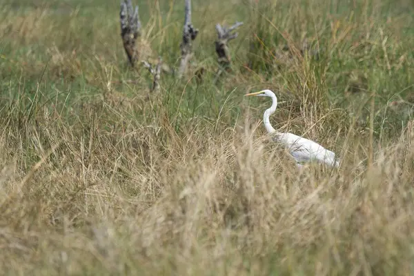 Vahşi doğada beyaz balıkçıl
