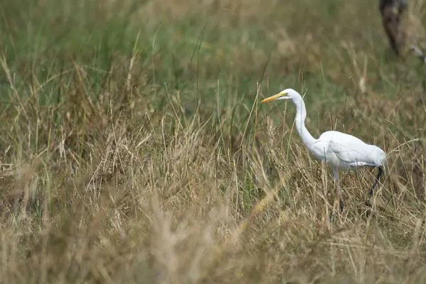 vahşi ak balıkçıl