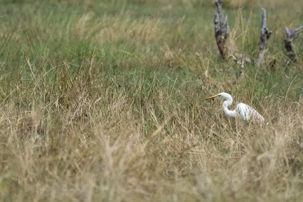 Ormandaki beyaz balıkçıl