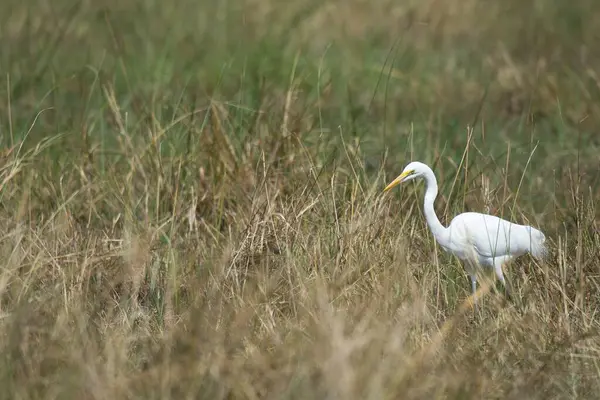 Çimlerde beyaz balıkçıl