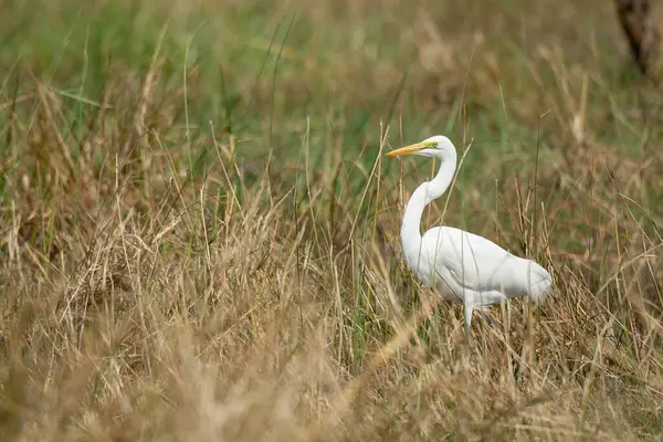 Vahşi doğada beyaz balıkçıl