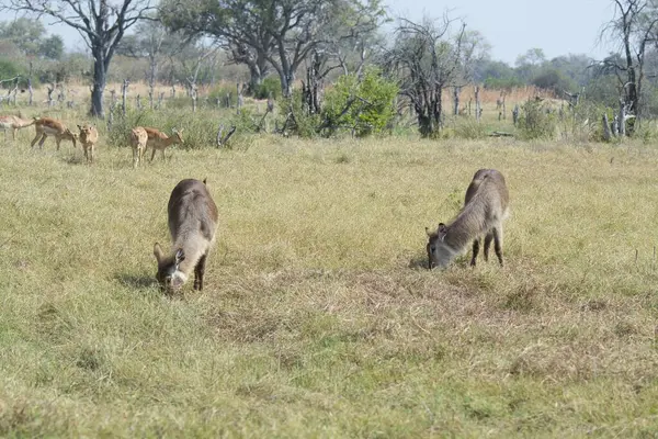 Savanadaki bir grup genç hayvan.